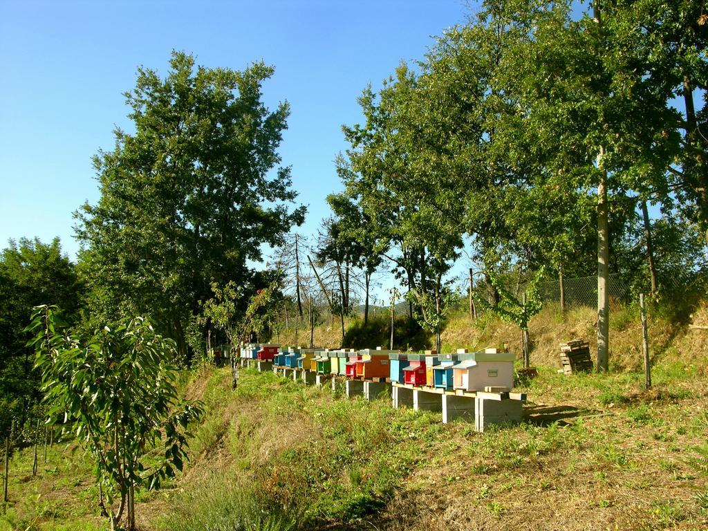 Agriturismo Angio Nel Cere Bracelli Exterior foto